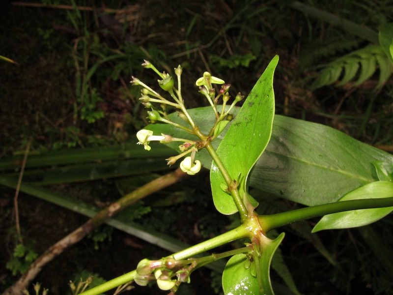 Kauai Starviolet