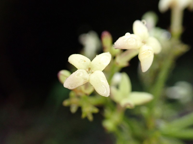 Kauai Starviolet photo 3