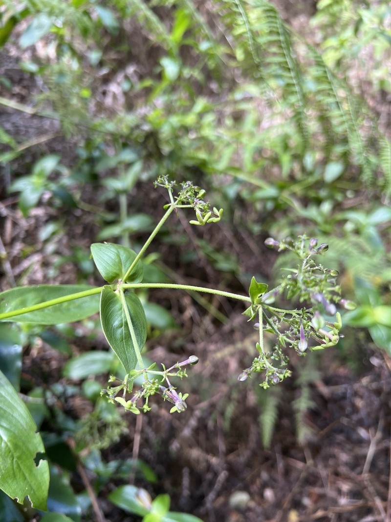 Kauai Starviolet photo 6