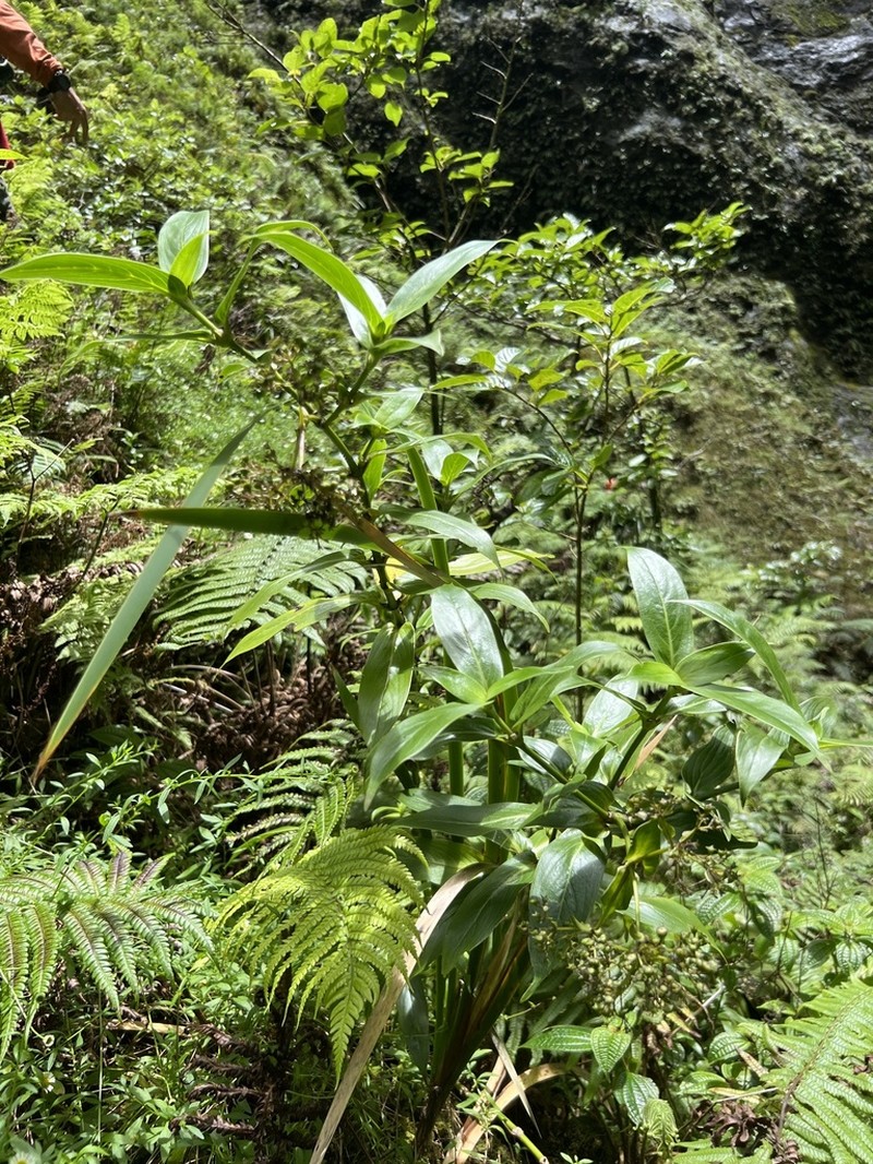 Kauai Starviolet photo 8