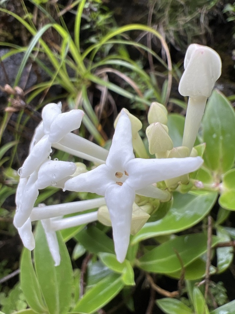Maui Starviolet photo 2