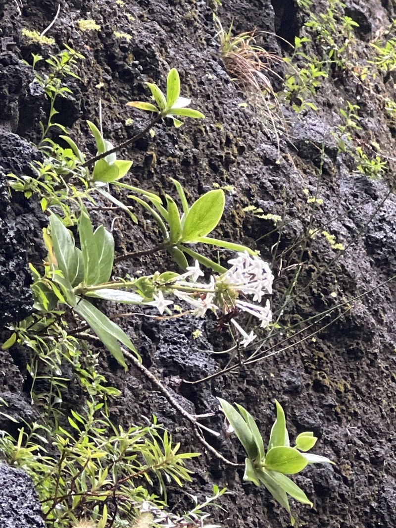 Maui Starviolet photo 3