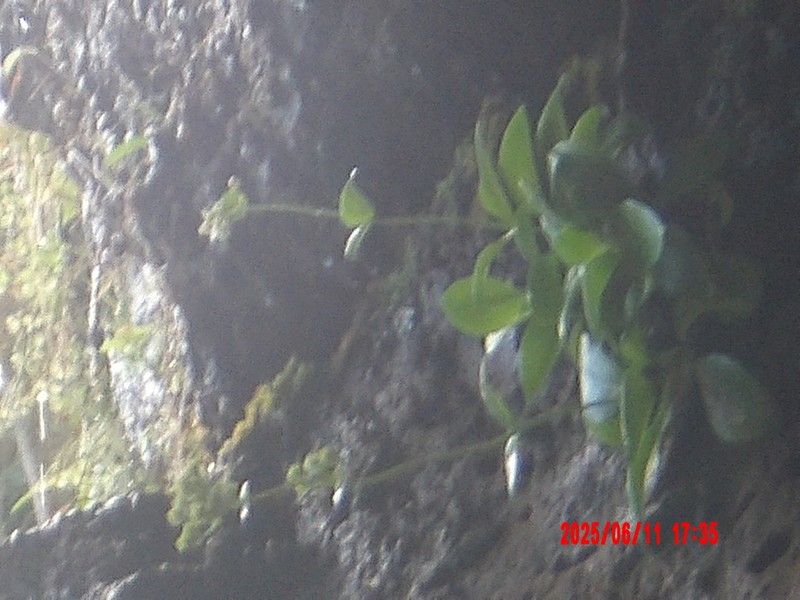 Seacliff Starviolet