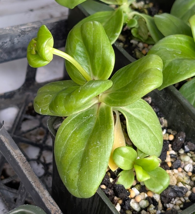 Seacliff Starviolet photo 2
