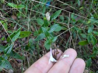 Rockface Starviolet
