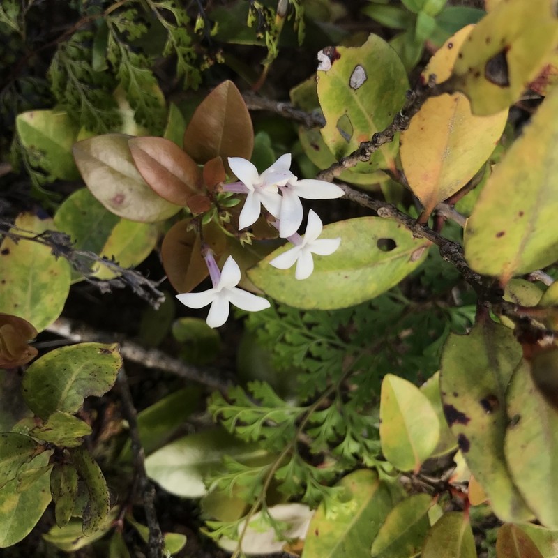 Rockface Starviolet photo 6