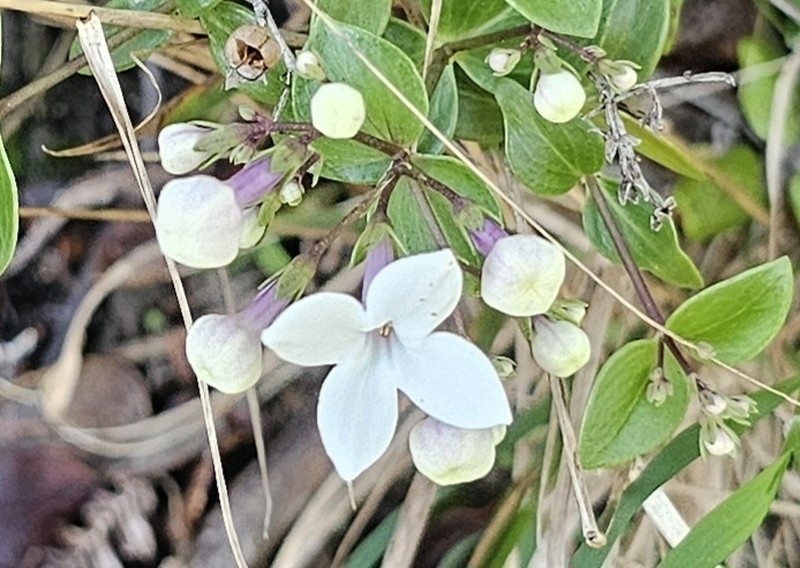 Rockface Starviolet photo 7
