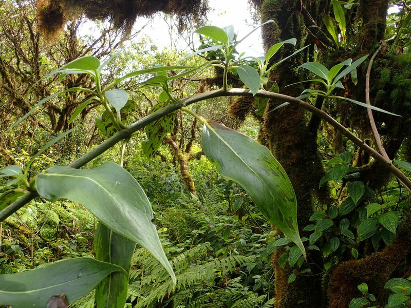 Kalalau Valley Starviolet