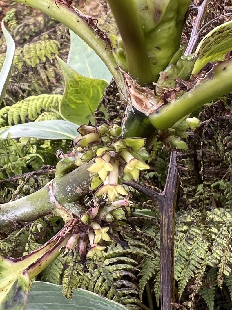 Kalalau Valley Starviolet photo 3