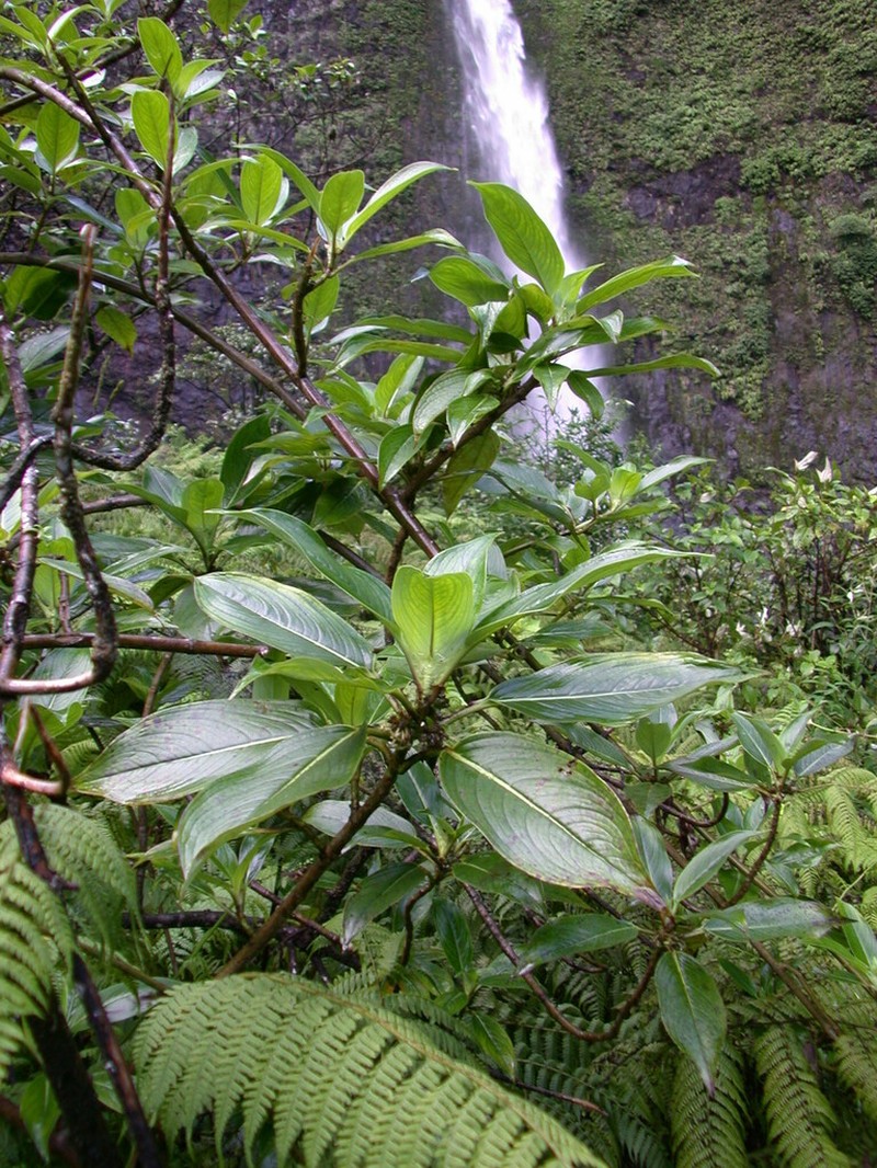Kalalau Valley Starviolet photo 5