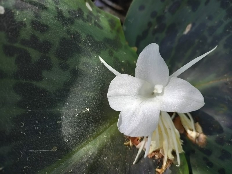 Kaempferia pardi