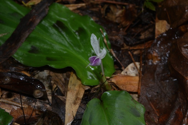 Kaempferia pseudoparviflora