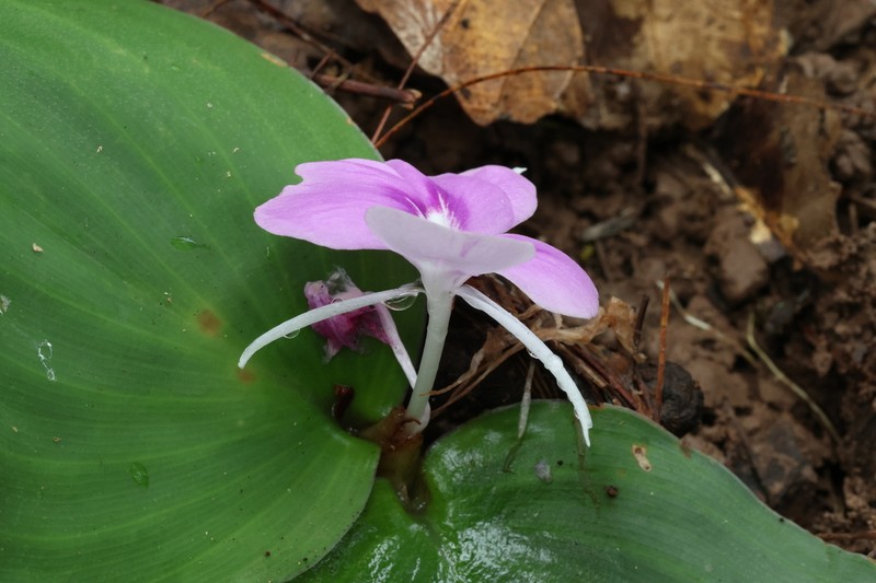 Kaempferia sakonensis