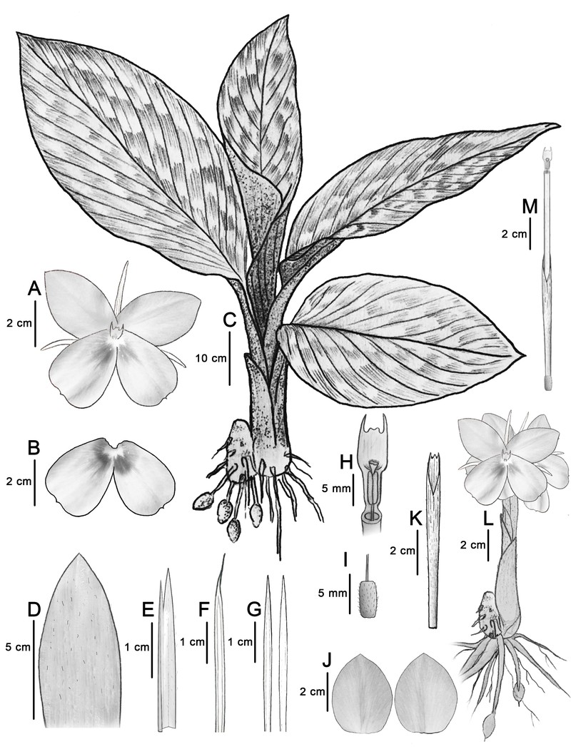 Kaempferia takensis
