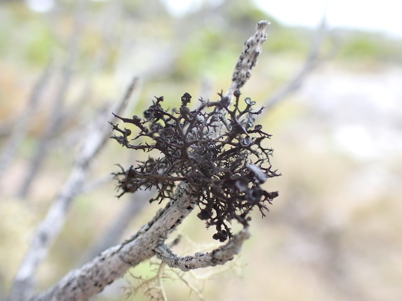 Kaernefeltia californica