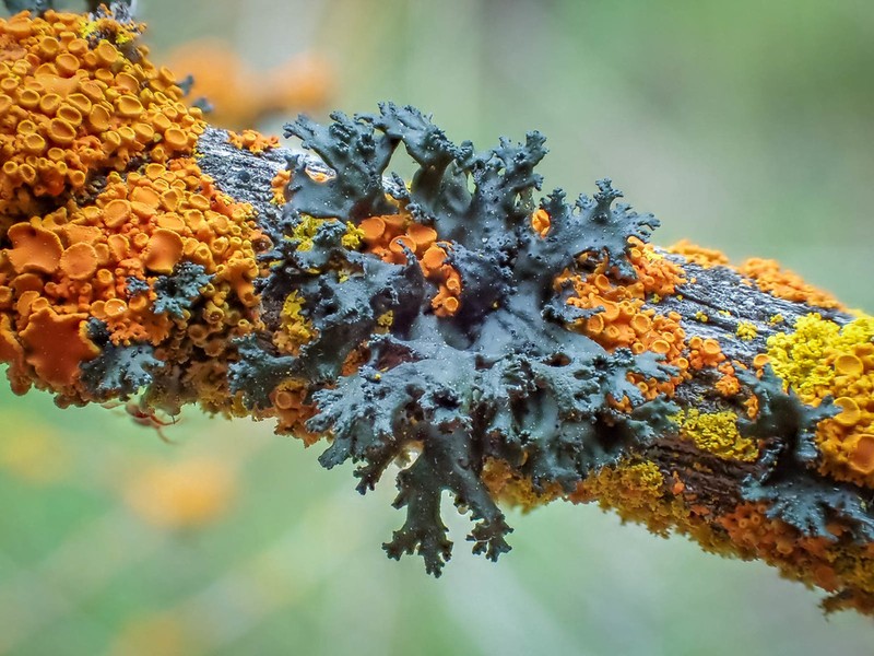 Kaernefeltia merrillii
