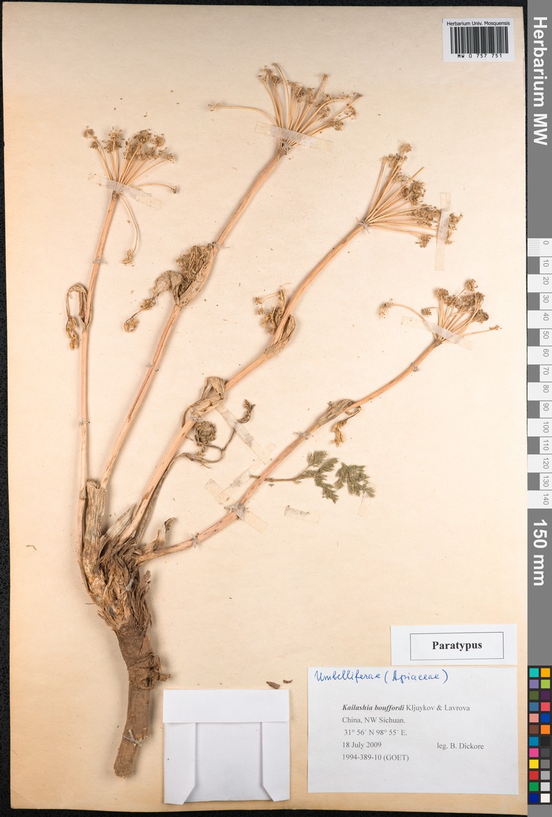 Kailashia bouffordii