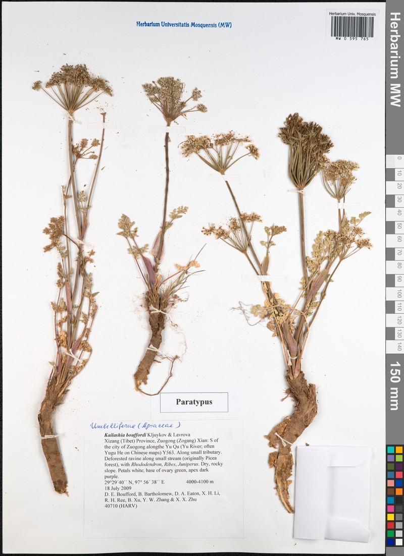 Kailashia bouffordii photo 2