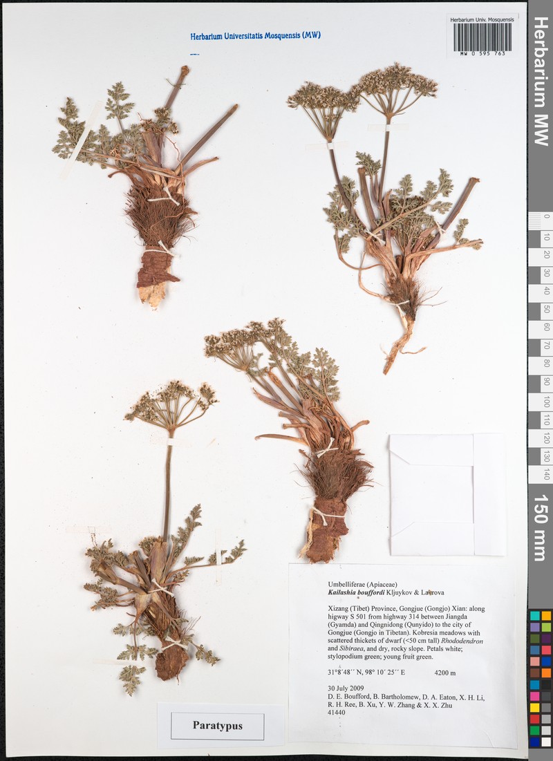 Kailashia bouffordii photo 3