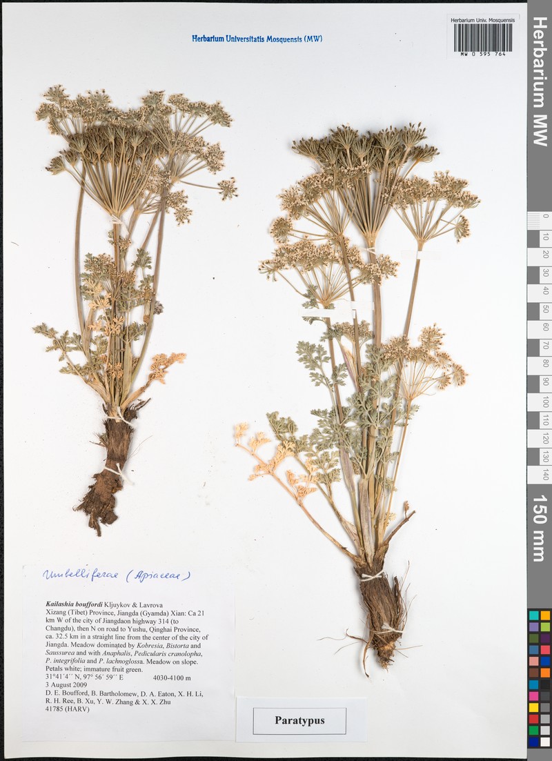 Kailashia bouffordii photo 4