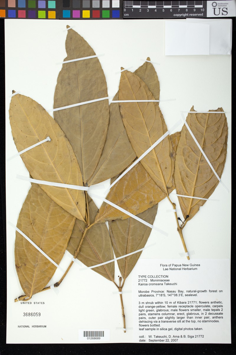 Kairoa cromeana
