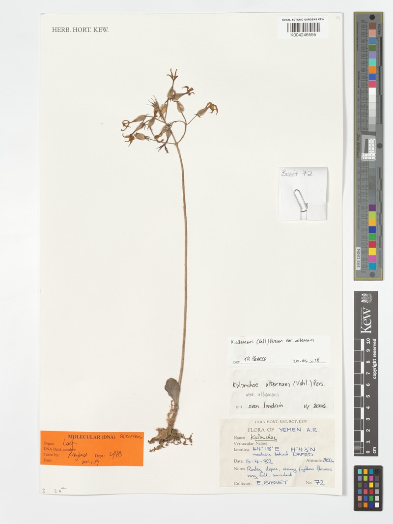 Kalanchoe alternans var. alternans