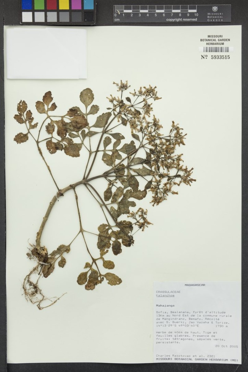 Kalanchoe apiifolia