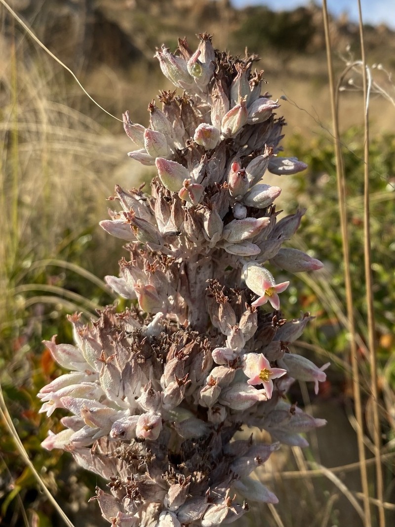 Kalanchoe benbothae
