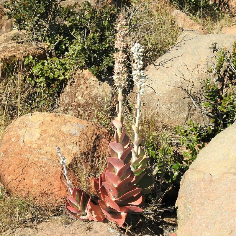Kalanchoe benbothae photo 2