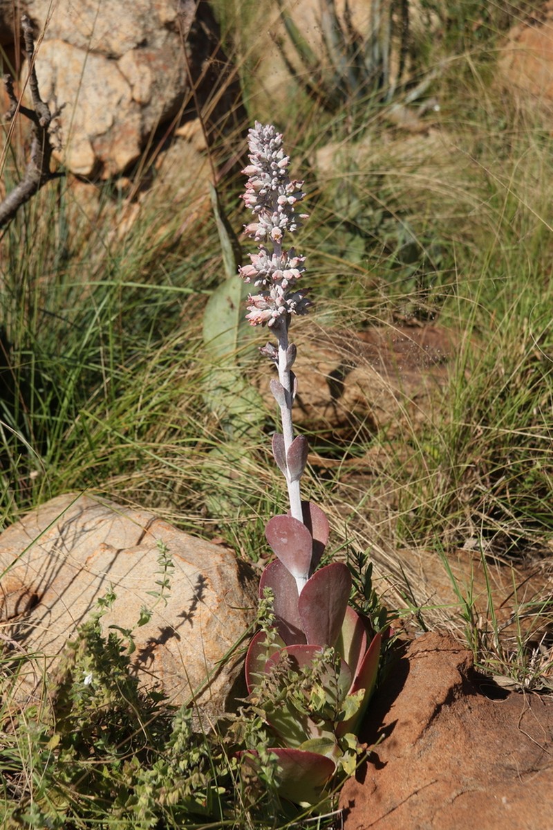 Kalanchoe benbothae photo 3