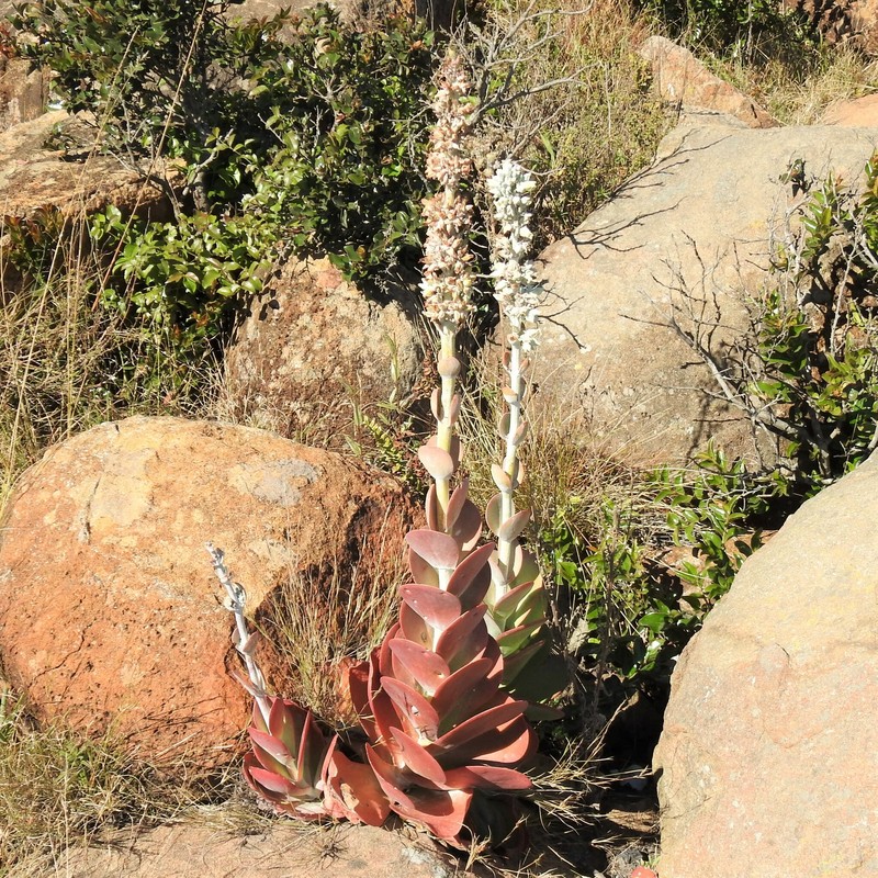 Kalanchoe benbothae photo 5