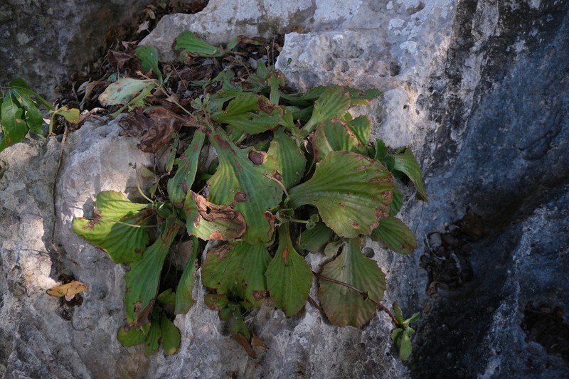 Kalanchoe berevoensis