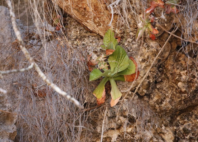 Kalanchoe berevoensis photo 3