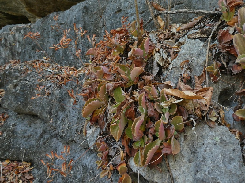 Kalanchoe berevoensis photo 4