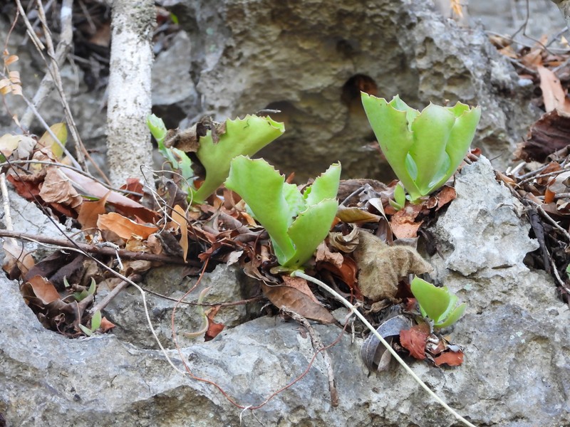 Kalanchoe berevoensis photo 5