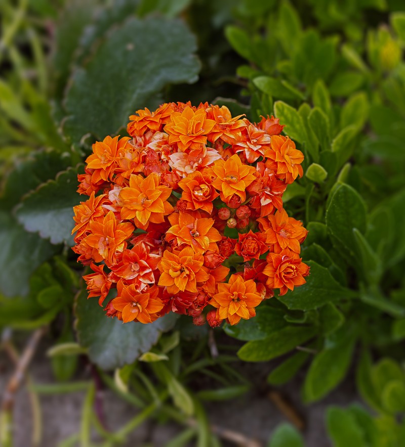 Madagascar Widow's-Thrill photo 2