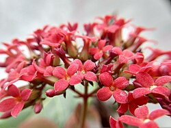 Madagascar Widow's-Thrill