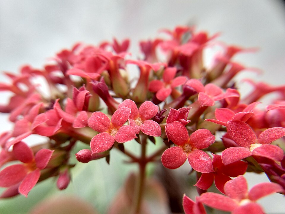 Madagascar Widow's-Thrill