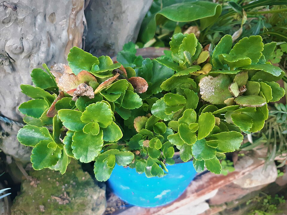 Madagascar Widow's-Thrill photo 6