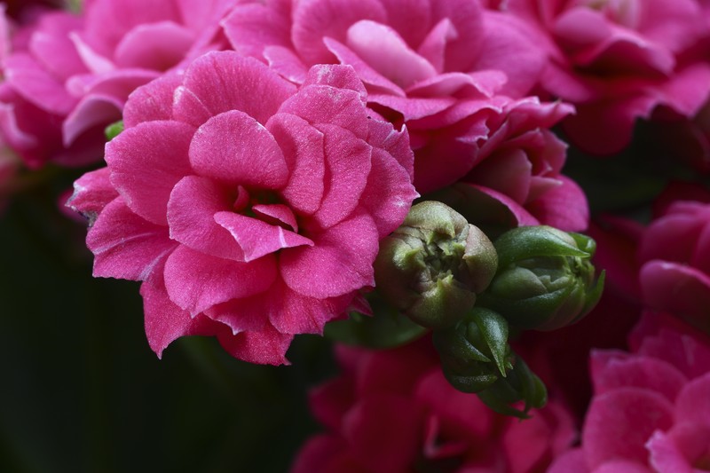Madagascar Widow's-Thrill photo 8
