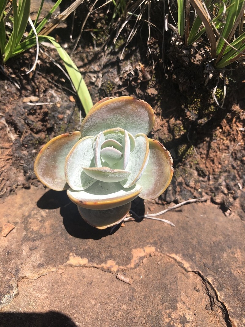 Kalanchoe crouchii