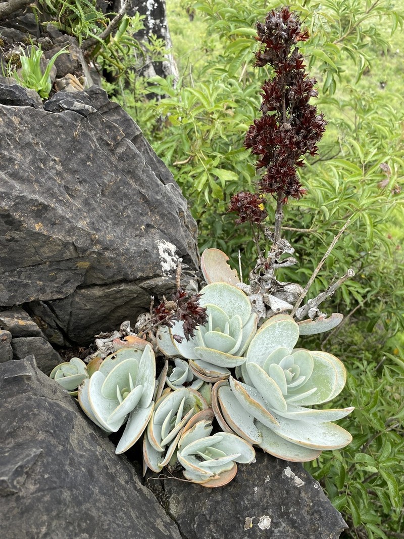 Kalanchoe crouchii photo 3