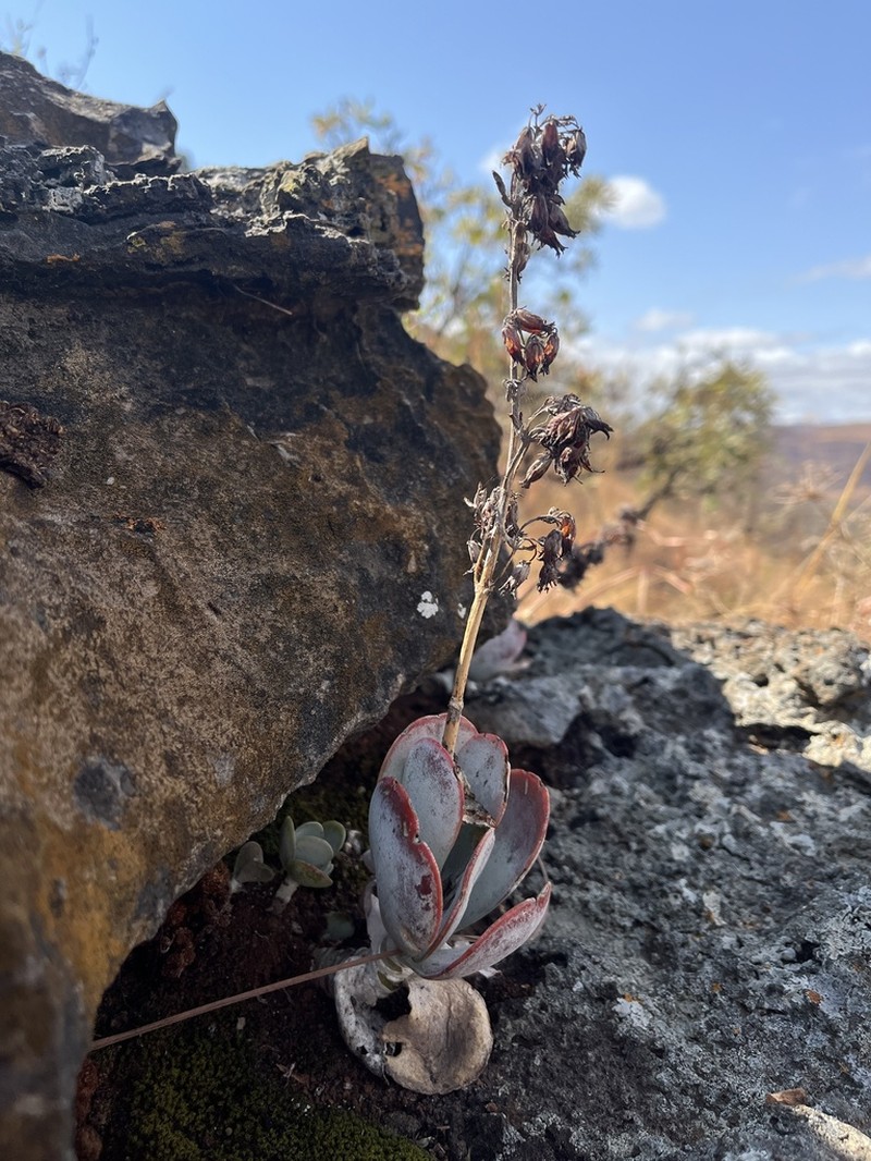Kalanchoe crouchii photo 5