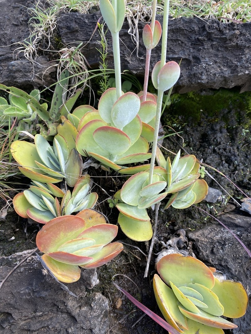 Kalanchoe crouchii photo 7