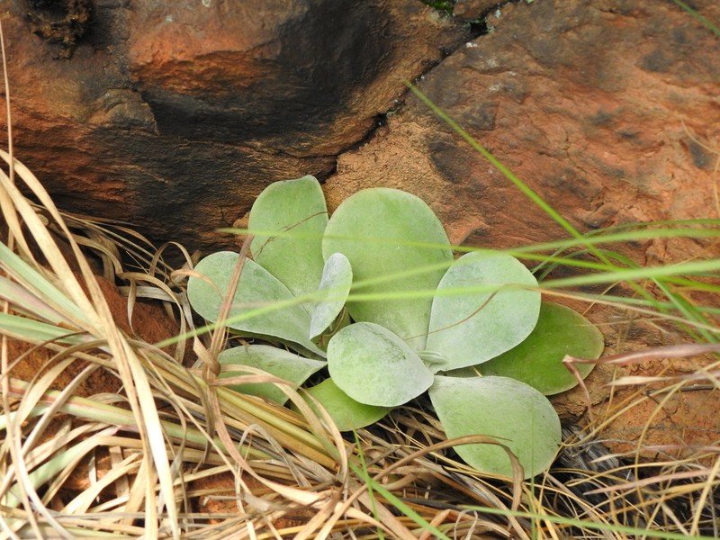 Kalanchoe crouchii photo 8