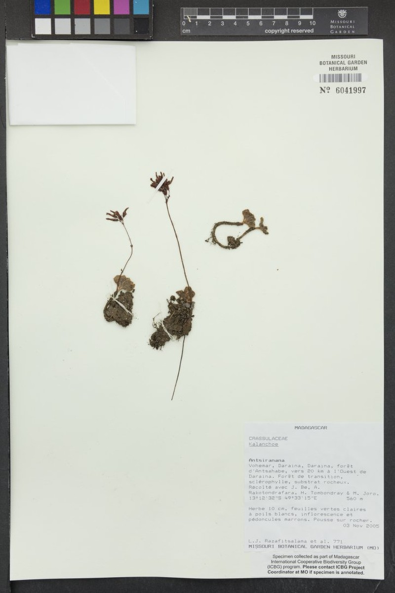 Kalanchoe darainensis photo 2