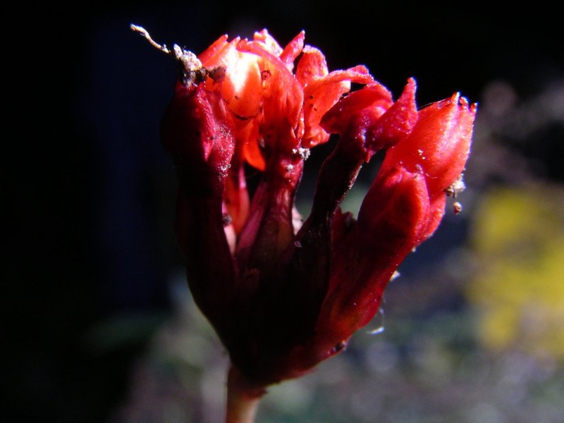 Kalanchoe darainensis photo 3
