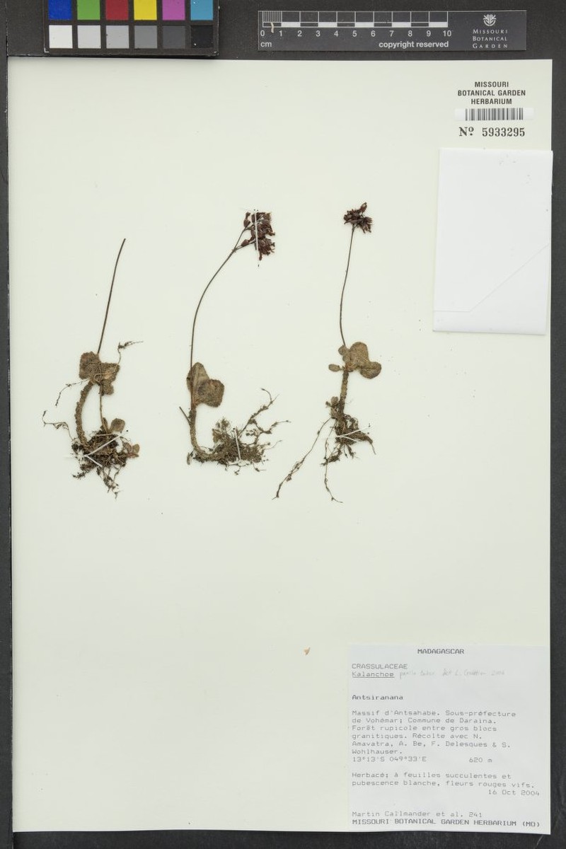 Kalanchoe darainensis photo 4