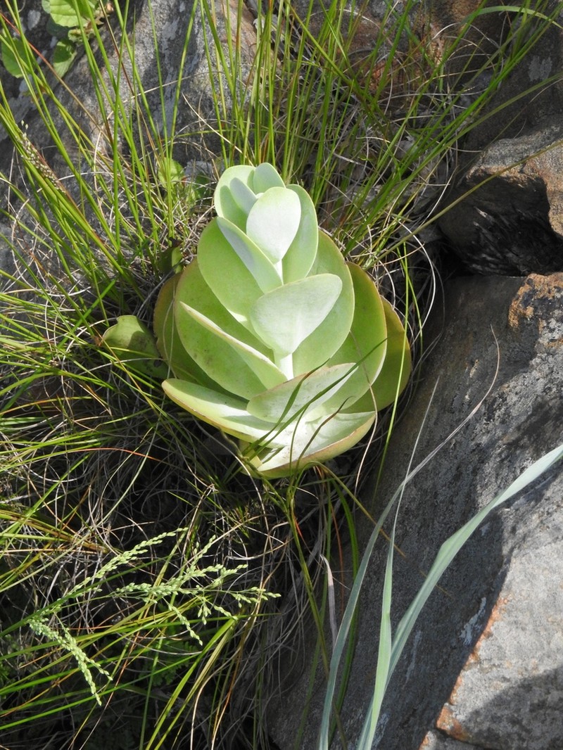 Kalanchoe deliae photo 2