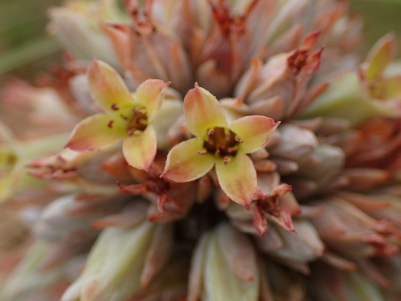 Kalanchoe deliae photo 3